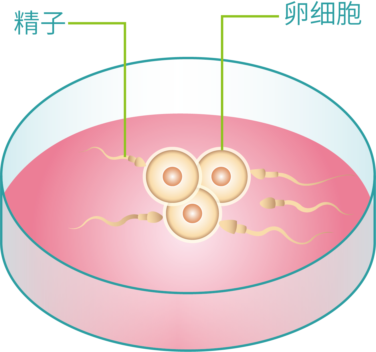 香港内部正版资料免费大全